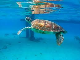 sea cursus